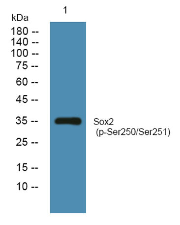 Sox2 (phospho-Ser250/Ser251)  rabbit pAb