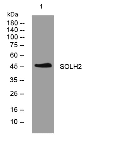 SOLH2 rabbit pAb