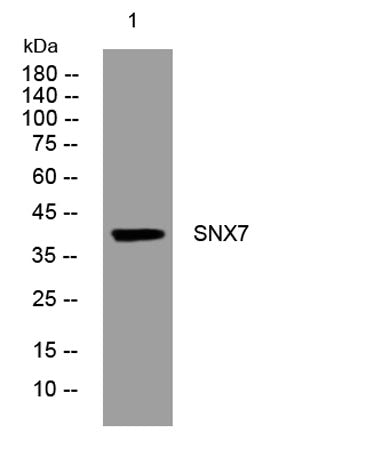 SNX7 rabbit pAb