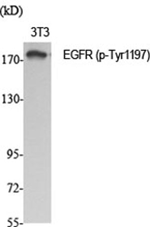 EGFR (phospho Tyr1197) rabbit pAb