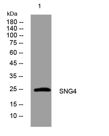 SNG4 rabbit pAb