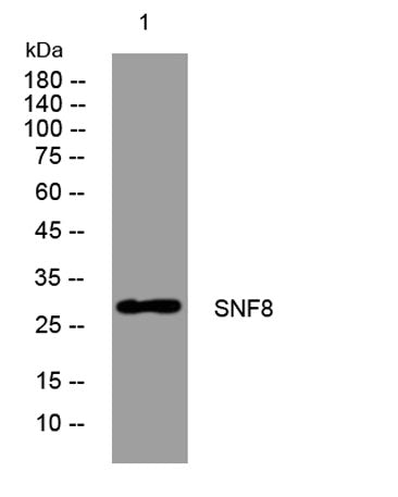 SNF8 rabbit pAb