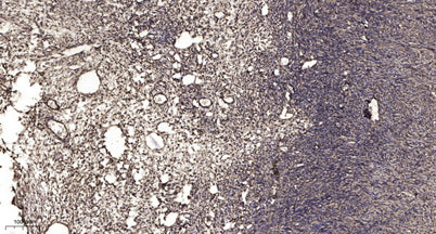 SMC1 (phospho-Ser360) rabbit pAb