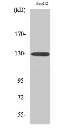 EphA2 (phospho Tyr588) rabbit pAb