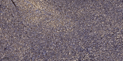 Smad2 (phospho-Ser465/467)  rabbit pAb
