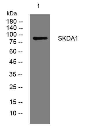 SKDA1 rabbit pAb