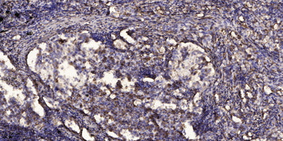Sin1 (phospho-Thr86)  rabbit pAb