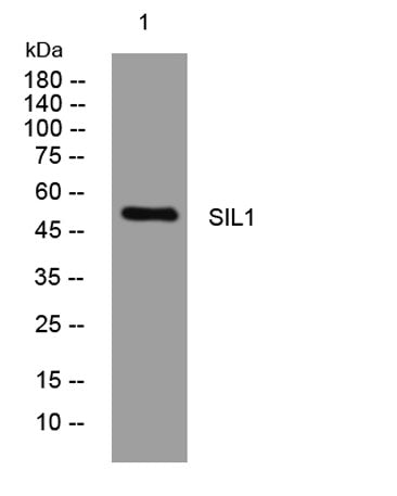 SIL1 rabbit pAb