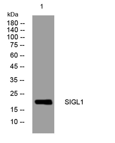 SIGL1 rabbit pAb