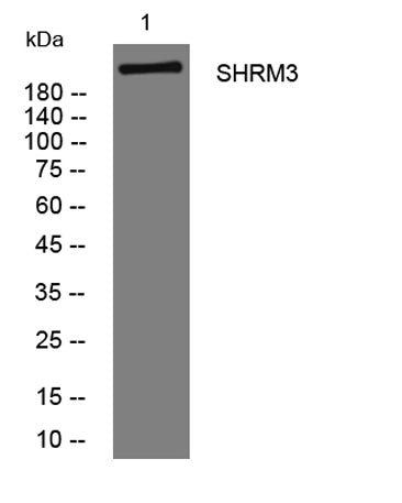 SHRM3 rabbit pAb