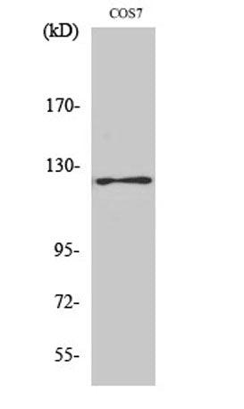 FAK (phospho Tyr861) rabbit pAb