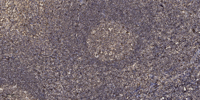 SHIP2 (phospho-Tyr986/987) rabbit pAb