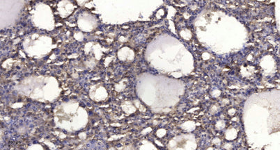 SHIP2 (phospho-Tyr1135)  rabbit pAb