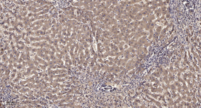 Shc (phospho-Tyr317) rabbit pAb