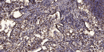 Shc (phospho-Ser239/240) rabbit pAb
