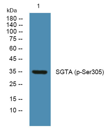 SGTA (phospho-Ser305)  rabbit pAb