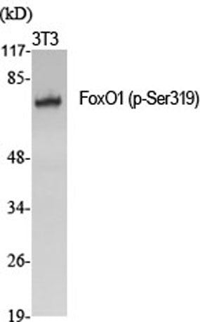FoxO1 (phospho Ser319) rabbit pAb