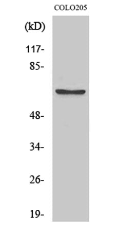 FoxO4 (phospho Ser197) rabbit pAb