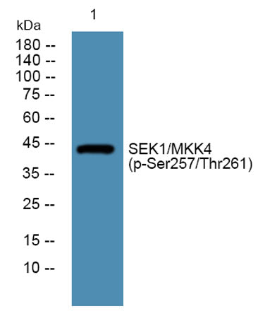 SEK1/MKK4 (phospho-Ser257/Thr261) rabbit pAb
