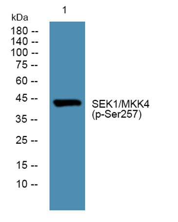 MEK-4 (phospho Ser257) rabbit pAb