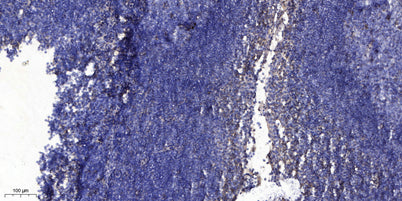 Secretogranin-1 rabbit pAb