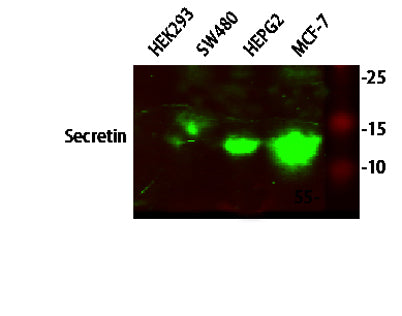 Secretin rabbit pAb