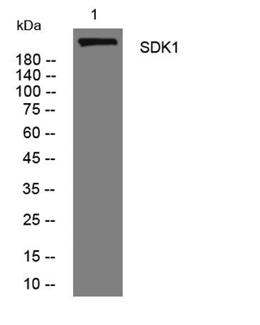 SDK1 rabbit pAb