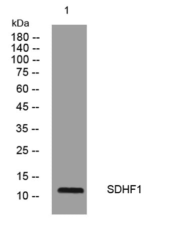 SDHF1 rabbit pAb