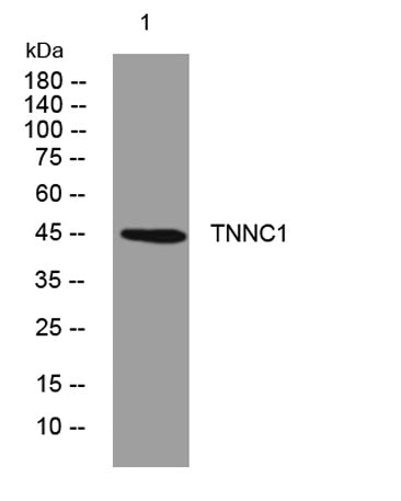 SCRN1 rabbit pAb