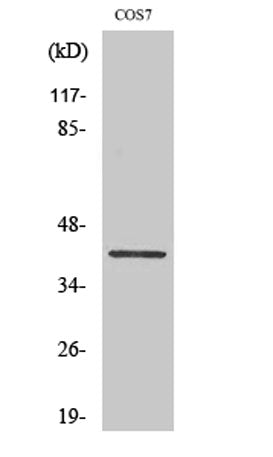 GATA-1 (phospho Ser310) rabbit pAb