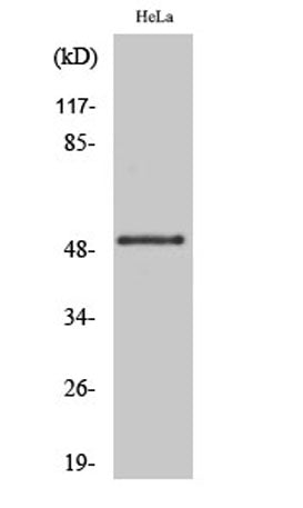 GSK3α (phospho Ser21) rabbit pAb