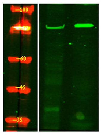 SAMHD1 (phospho-Thr592)  rabbit pAb