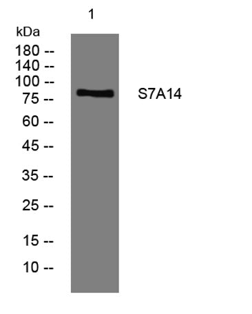 S7A14 rabbit pAb