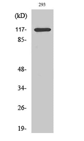 HDAC4 (phospho Ser632) rabbit pAb