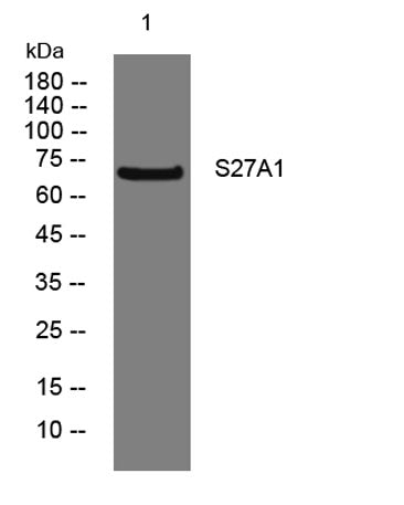 S27A1 rabbit pAb