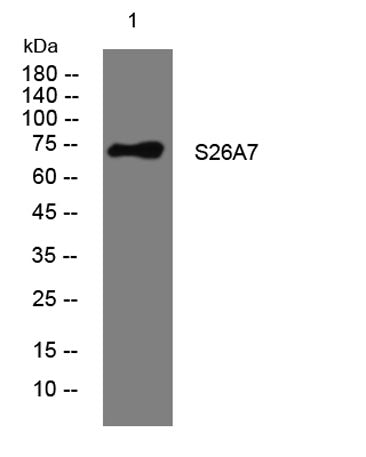S26A7 rabbit pAb