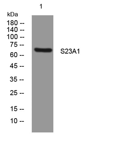 S23A1 rabbit pAb