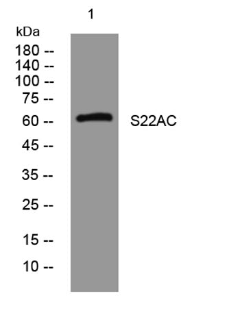 S22AC rabbit pAb