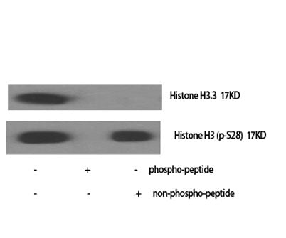 Histone H3 (phospho Ser28) rabbit pAb