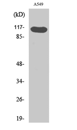Hrs (phospho Tyr216) rabbit pAb