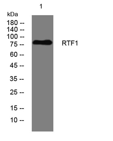 RTF1 rabbit pAb