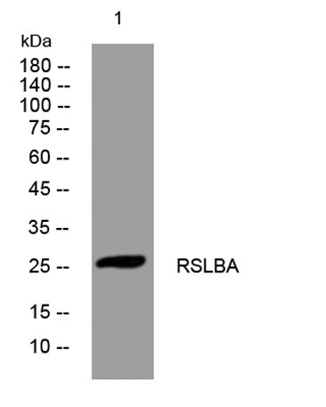 RSLBA rabbit pAb