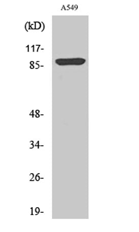 ICAM-1 (phospho Tyr512) rabbit pAb