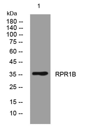 RPR1B rabbit pAb