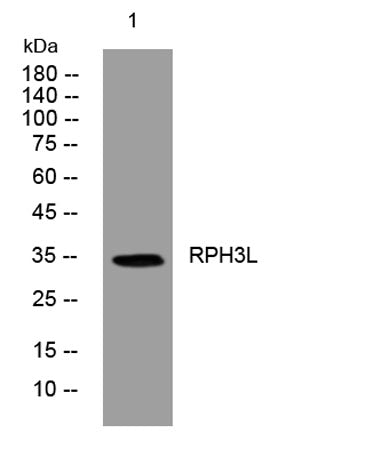 RPH3L rabbit pAb