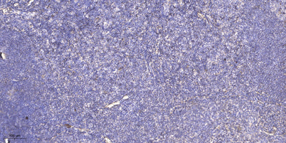 RPAB4 Rabbit pAb
