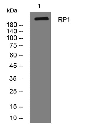 RP1 rabbit pAb