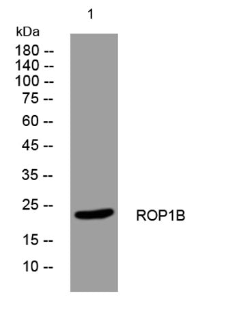 ROP1B rabbit pAb