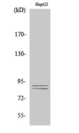 IKKα/β (phospho Ser180/181) rabbit pAb
