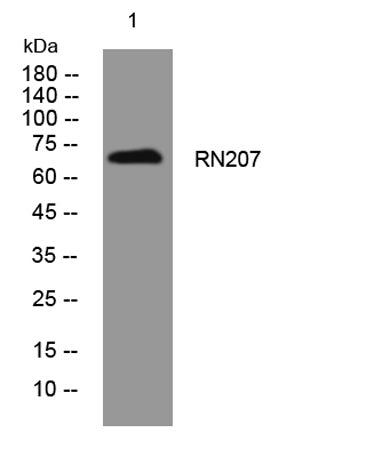 RN207 rabbit pAb